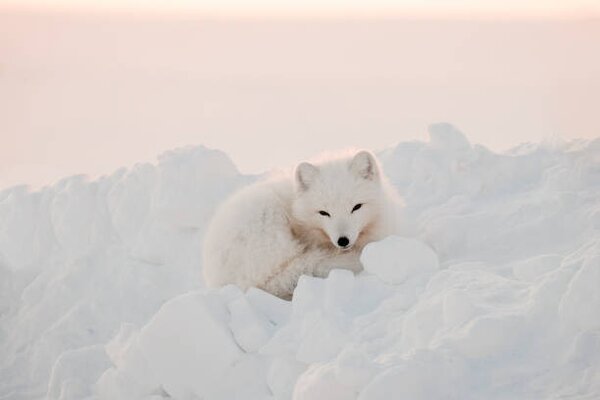 Art Photography Arctic white fox close-up. Arctic fox, Oksana Stasenko, (40 x 26.7 cm)