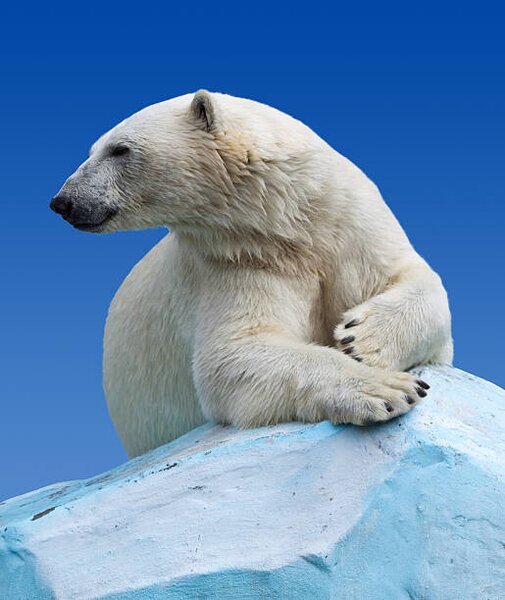Art Photography Polar bear on a rock against blue sky, JackF, (35 x 40 cm)