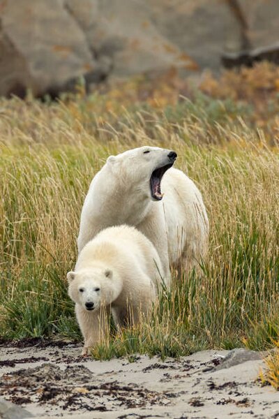 Art Photography Polar Bear mother and cub, sow and cub, Stan Tekiela Author / Naturalist / Wildlife Photographer, (26.7 x 40 cm)