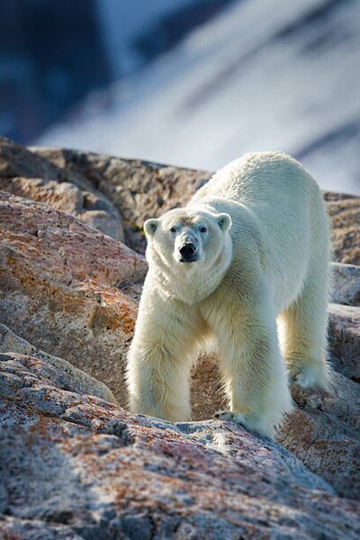 Photography Male Polar Bear, Peter Orr Photography, (26.7 x 40 cm)