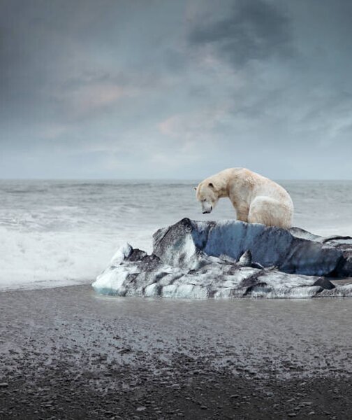 Art Photography Polar bear on the melting iceberg, narvikk, (35 x 40 cm)