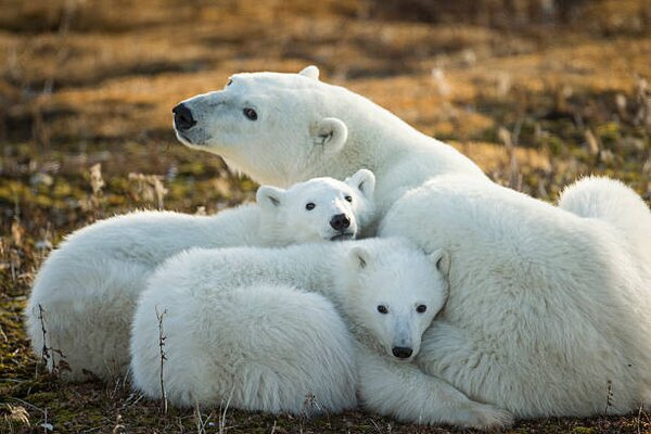 Art Photography Polar Bear and Cubs by Hudson, Paul Souders, (40 x 26.7 cm)