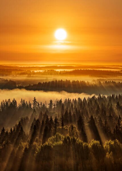 Art Photography Golden beautiful foggy forest sunbeams, Aulanko,, Milamai, (30 x 40 cm)