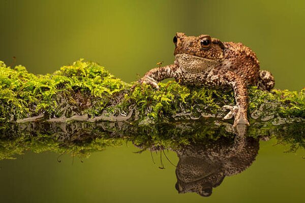 Art Photography A common toad, MarkBridger, (40 x 26.7 cm)