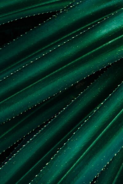 Art Photography Close up of thorny green leaves, Olena Malik, (26.7 x 40 cm)