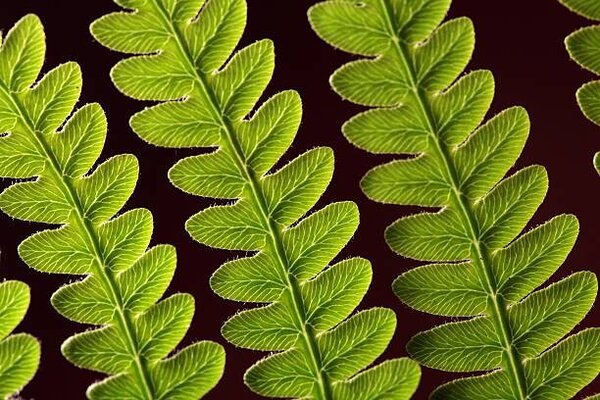 Photography Bracken Fern Leaf, weisschr, (40 x 26.7 cm)
