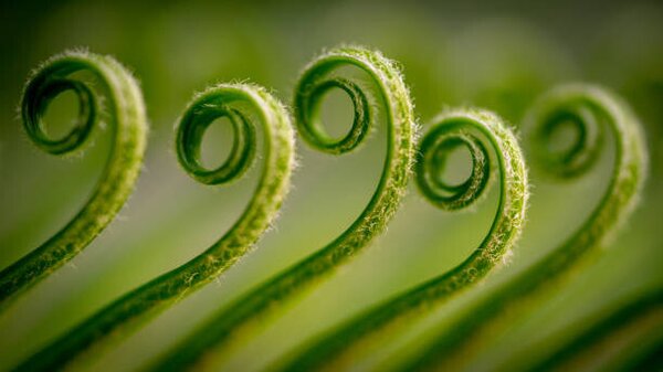 Art Photography Close-up of fern,Gujranwala,Punjab,Pakistan, Umair Zia / 500px, (40 x 22.5 cm)