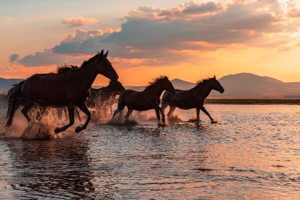 Art Photography WATER HORSES, BARKAN TEKDOGAN, (40 x 26.7 cm)