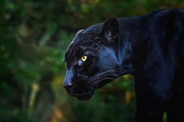 Photography Black Jaguar (Panthera onca) - Melanistic Feline, diegograndi