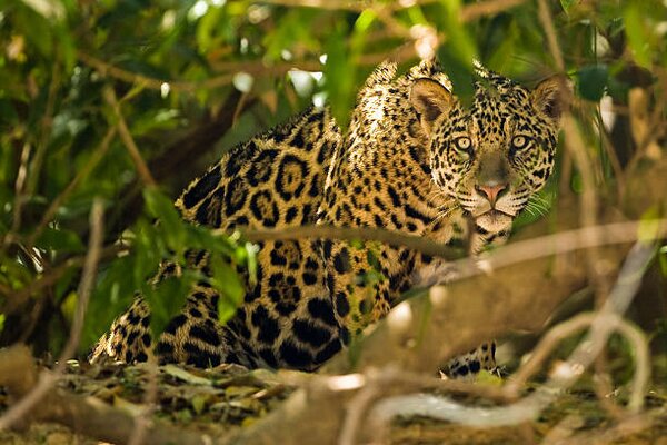 Photography Jaguar, McDonald Wildlife Photography Inc