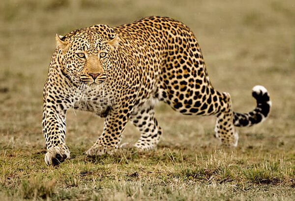 Photography Leopard, McDonald Wildlife Photography Inc