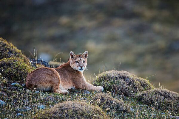 Photography A puma laying in tuft grass, Jami Tarris