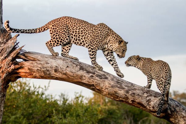 Photography A mother leopard, Panthera pardus, walks, Mint Images