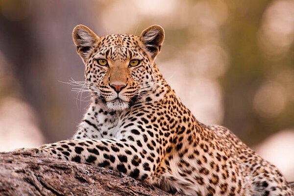 Photography Leopard, Chobe National Park, Botswana, Mint Images/ Art Wolfe