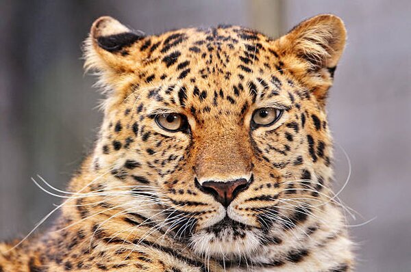 Photography Portrait of Amur leopard, Picture by Tambako the Jaguar