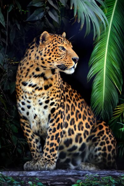 Photography Close young leopard portrait in jungle, Byrdyak