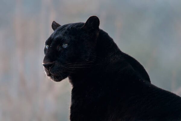 Photography Black leopard (Panthera pardus), Mark Newman