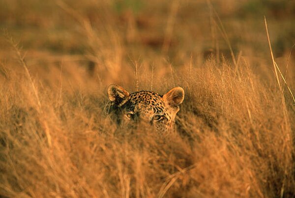 Photography Leopard (Panthera pardus) hiding in grass, Africa, Martin Harvey