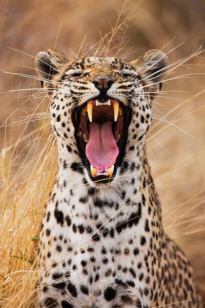 Photography A leopard yawning, close-up portrait, Jami Tarris