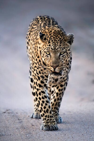 Photography Leopard Portrait, Kathleen Reeder Wildlife Photography