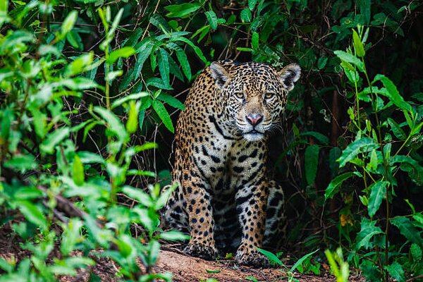 Photography A wild jaguar hunting in the, Jami Tarris