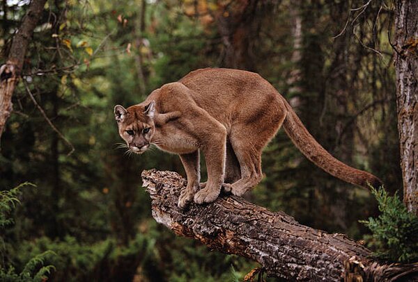 Photography Mountain Lion on Tree Stump, John Conrad