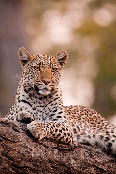 Photography Leopard, Chobe National Park, Botswana, Mint Images/ Art Wolfe