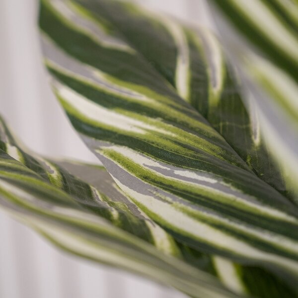 150cm Variegated Alpinia Plant Green