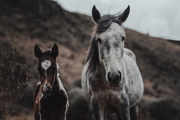 Photography Selective focus shot of horses on, Wirestock