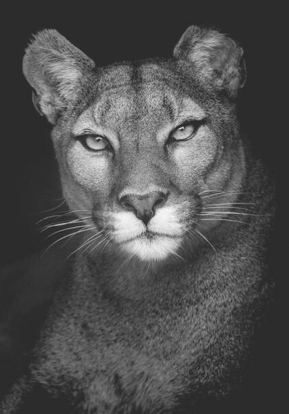 Photography Portrait of a Puma, Andy Smith