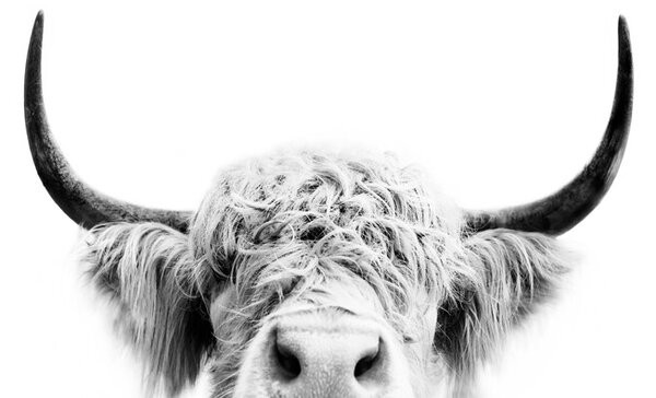 Art Photography Peeking cow bw, Sisi & Seb, (40 x 30 cm)