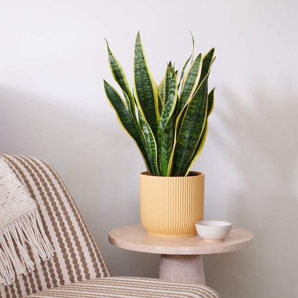 Beards & Daisies Snake Plant House Plant in Vibes Pot Plastic Yellow