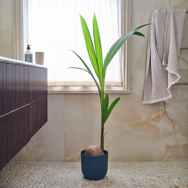 Beards & Daisies Coconut Palm House Plant in Vibes Pot Plastic Navy