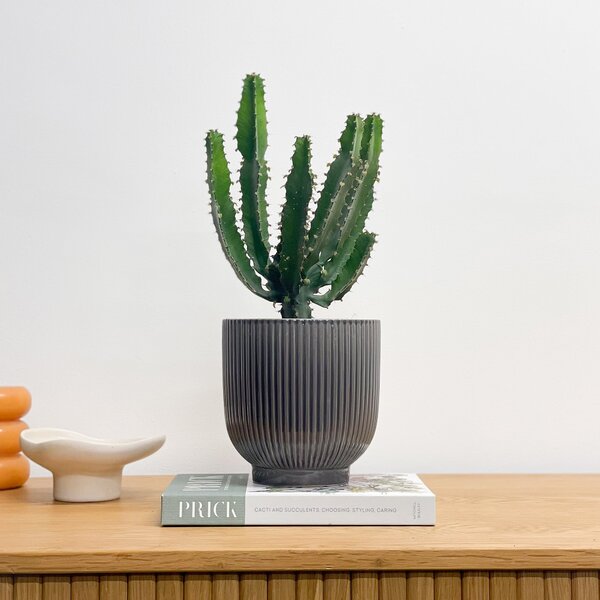 Beards & Daisies Euphorbia Triangularis House Plant in Ribbed Pot Ceramic Grey