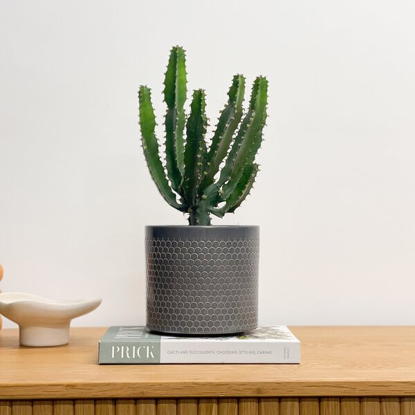 Beards & Daisies Euphorbia Triangularis House Plant in Capri Pot Ceramic Black