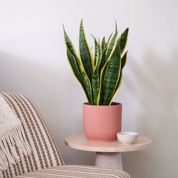 Beards & Daisies Snake Plant House Plant in Vibes Pot Plastic Pink