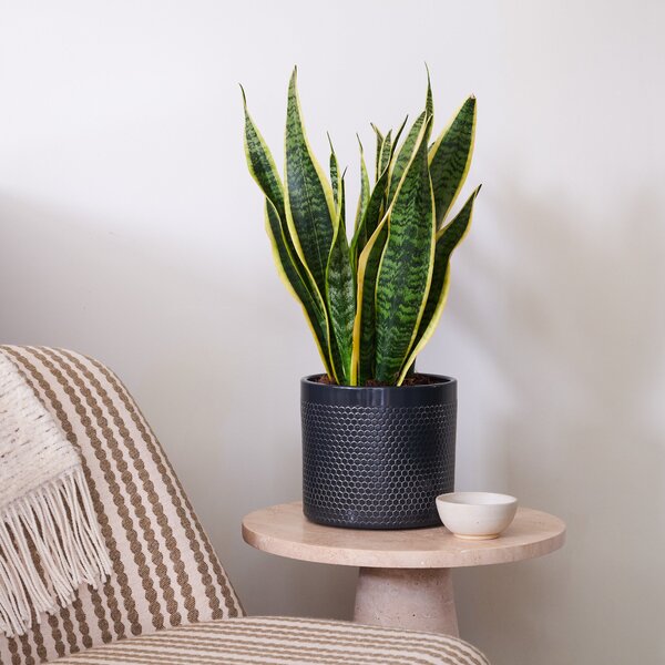 Beards & Daisies Snake Plant House Plant in Capri Pot Ceramic Black