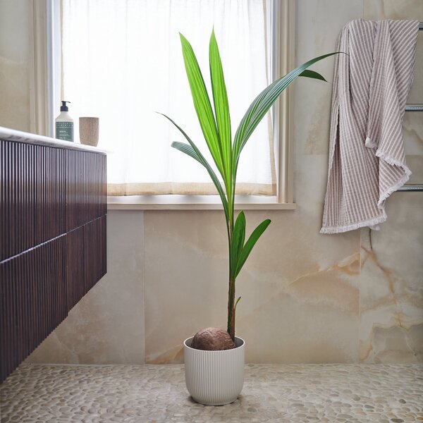 Beards & Daisies Coconut Palm House Plant in Vibes Pot Plastic White