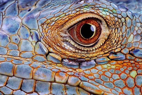 Photography Iguana (Iguana iguana) eye, close-up, Hans Strand