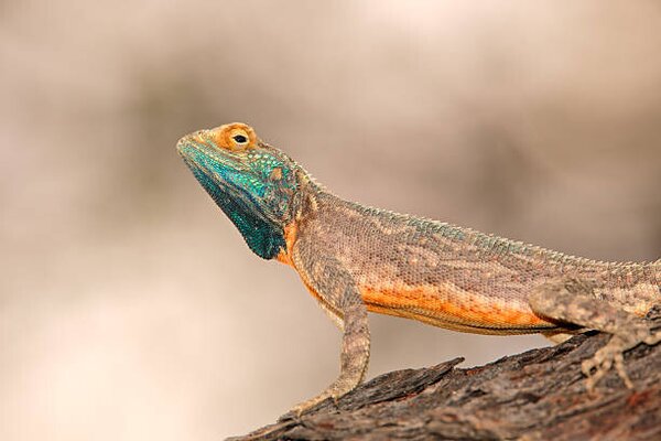 Photography Ground agama, EcoPic