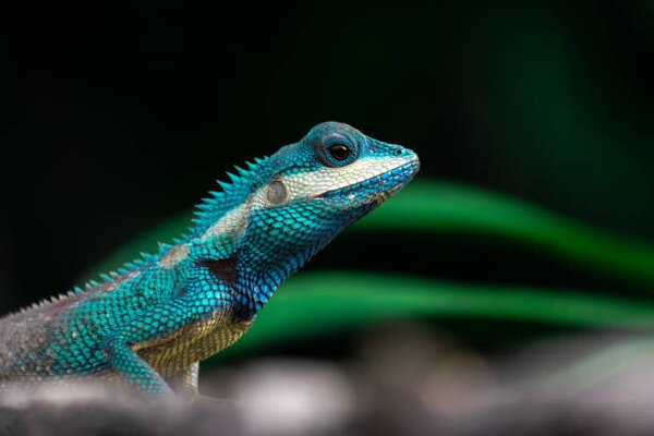 Photography Close-up shot of The blue-crested lizard., Suphameth Jaruthaninphong