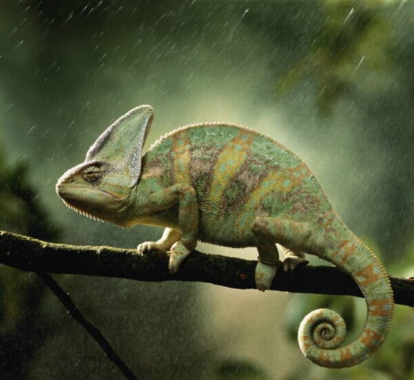 Photography Veiled chameleon on branch during, Peter Finch