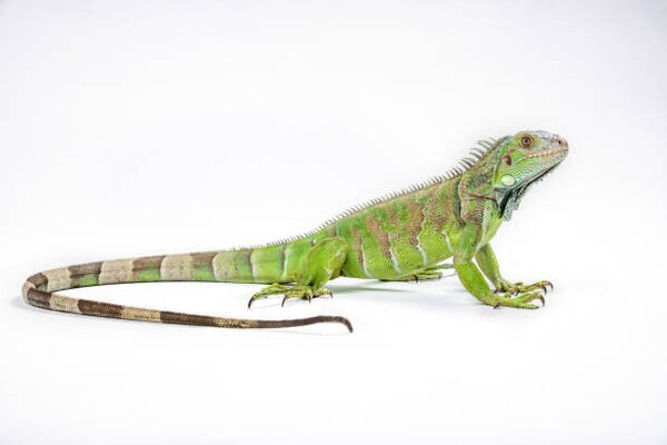 Photography Green iguana (Iguana iguana) on white background, Arun Roisri