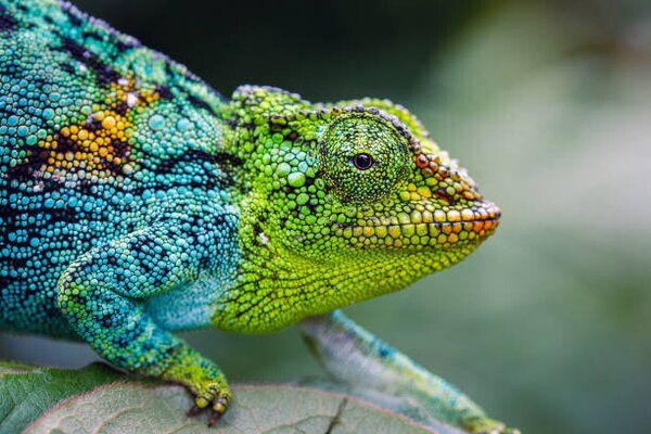 Photography Rwenzori three-horned chameleon, Jonne Seijdel