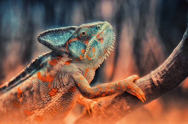 Photography chameleon, Detlef Knapp