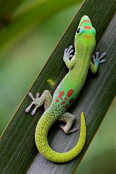 Photography Camouflage, Pete Orelup