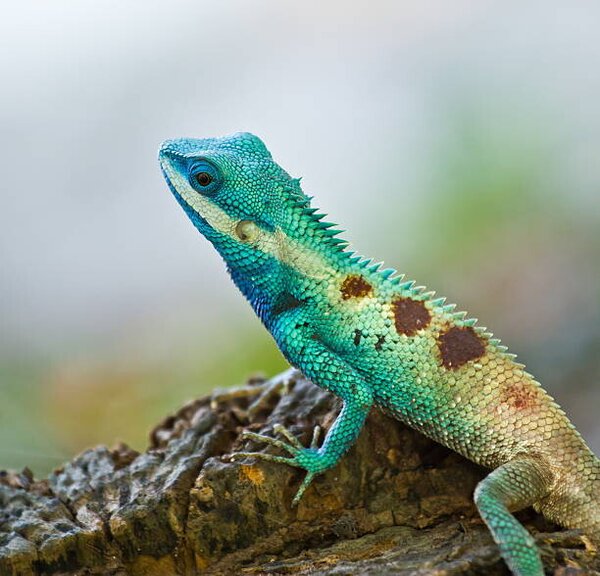 Photography Blue iguana in the nature, dangphoto2517