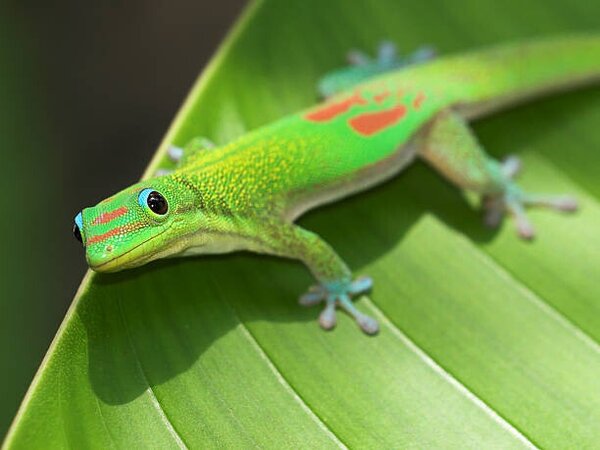 Photography Green Gecko On Leaf, Pete Orelup