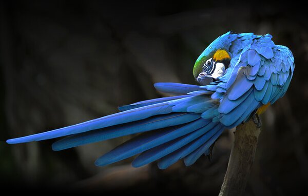 Photography Blue parrot, Abbas Ali Amir