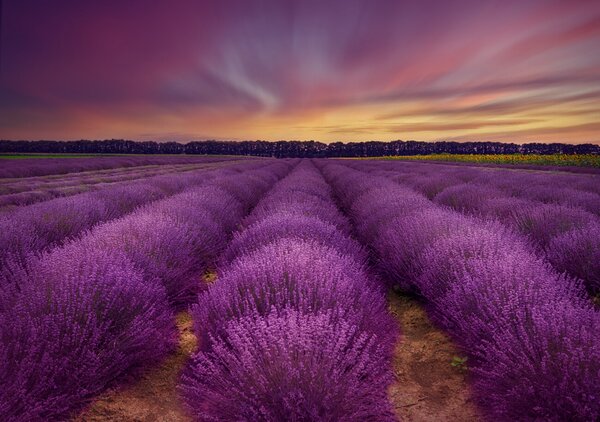 Art Photography Lavender field, Nikki Georgieva V, (40 x 26.7 cm)
